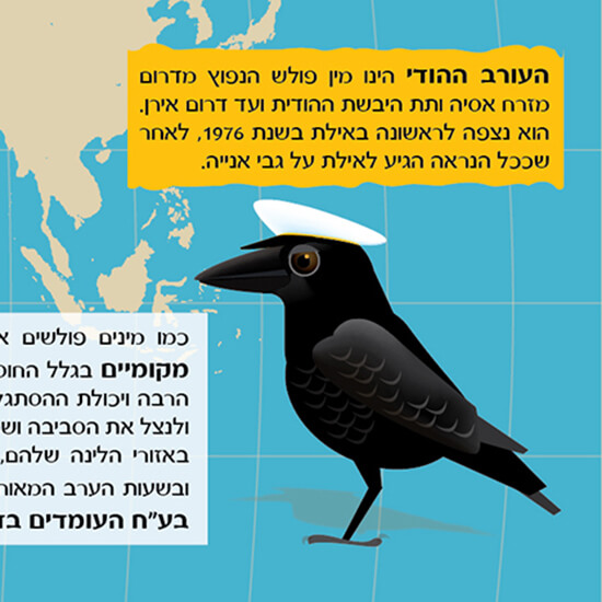 איור עורב לעיצוב גלוית הסברה